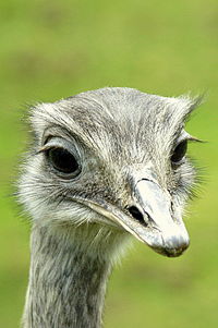 Close-up of emu