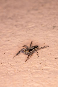 Close-up of spider on sand