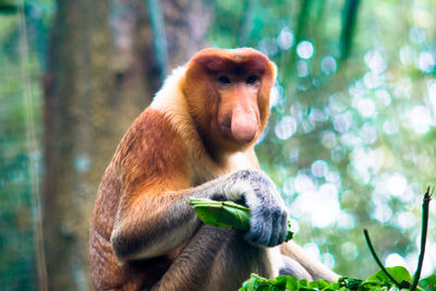 Portrait of proboscis monkey in forest