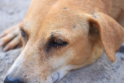 Close-up of a dog