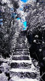 Low angle view of stone steps amidst trees