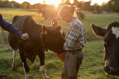 Female farmer feeding cows on field during sunset