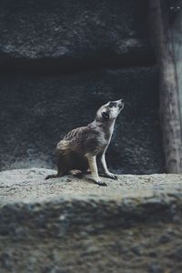 Close-up of cat sitting on stone wall