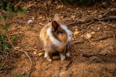 High angle view of cat on field