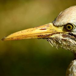 Close-up of lizard