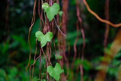 Close-up of plant