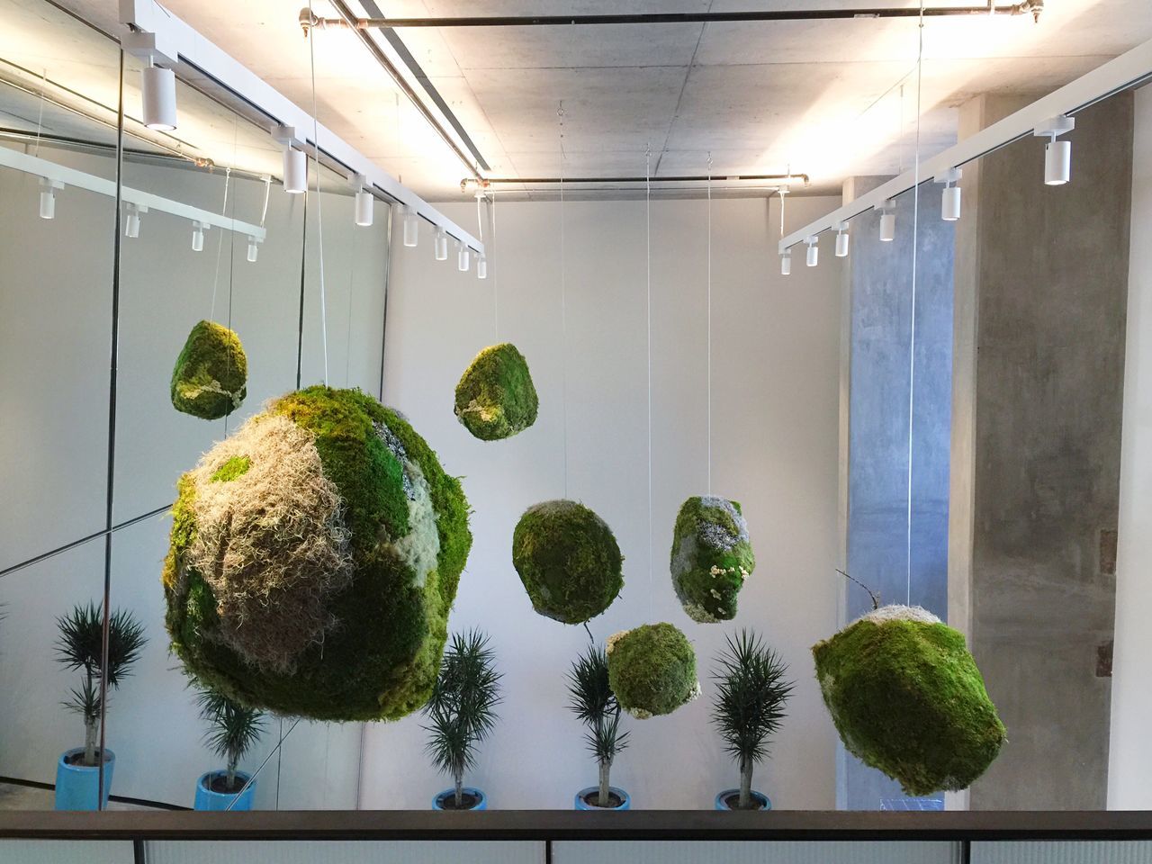 Moss balls