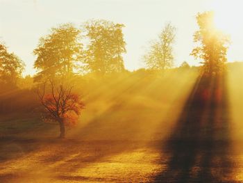 Sun shining through trees