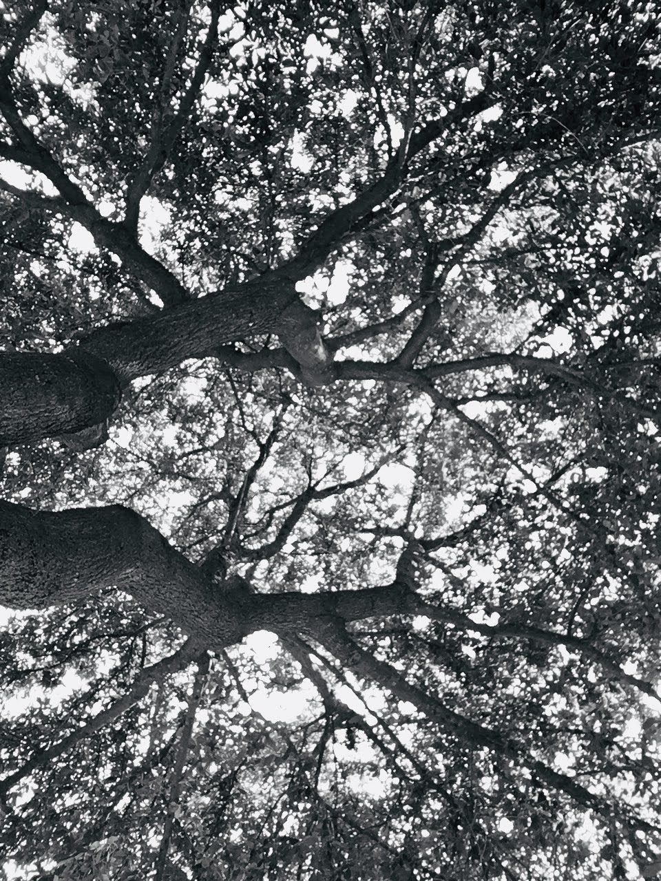 LOW ANGLE VIEW OF CHERRY BLOSSOM TREES