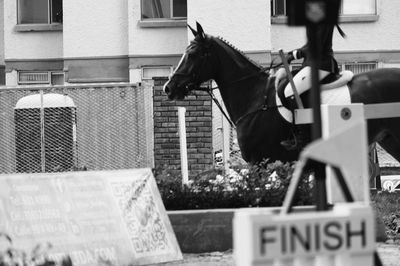 Horse in front of building