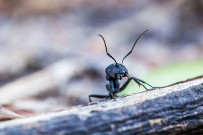 Close-up of ant on leaf