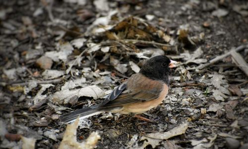 High angle view of bird on land