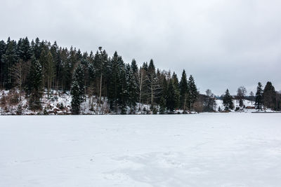 Trees on snow covered land against sky