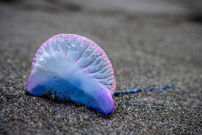 Interesting and dangerous animal on beach, portuguese man'o'war, beautiful jellyfish.