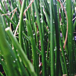 Close-up of green leaves