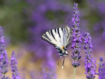 Close-up of butterfly on purple flower