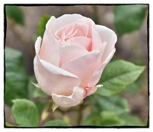 Close-up of pink rose