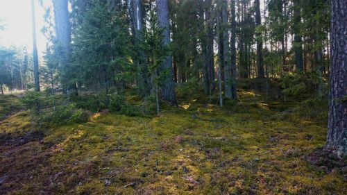 Trees in forest