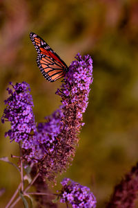 Close-up of butterfly pollinating on purple flower