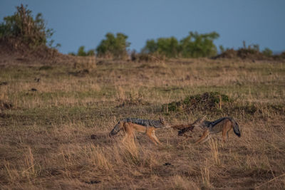 Close-up of lizard on landscape against sky