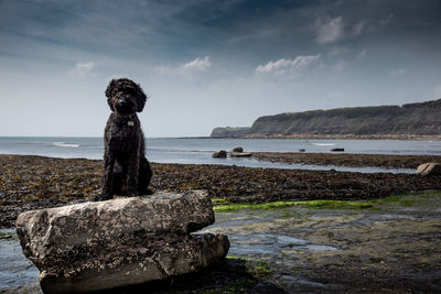 View of dog on rock by sea against sky
