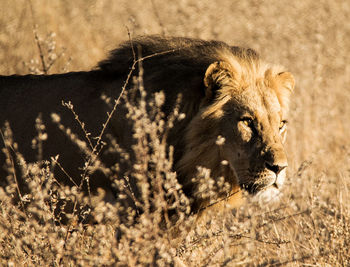 Close-up of lioness