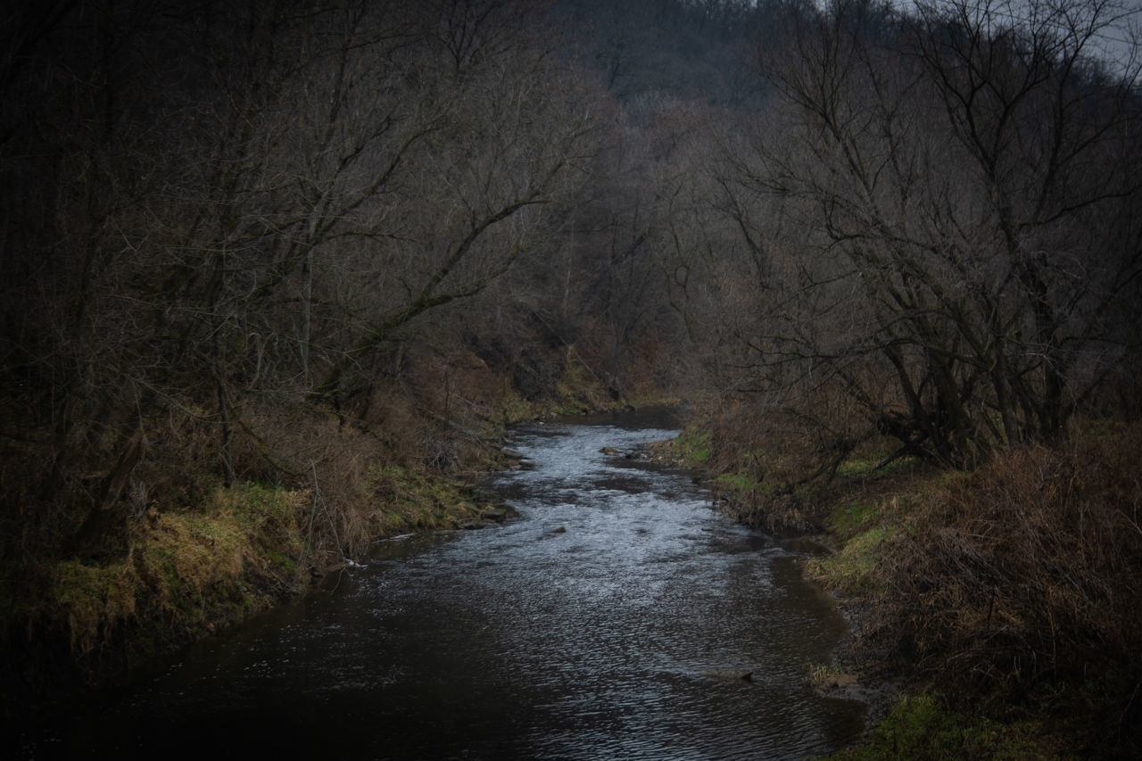 RIVER AMIDST TREES IN FOREST