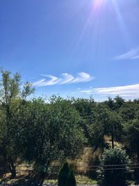 Plants and trees against sky on sunny day