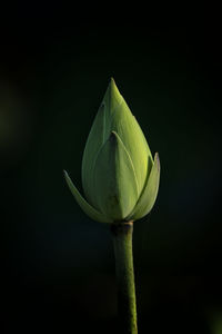 Close-up of green plant against black background