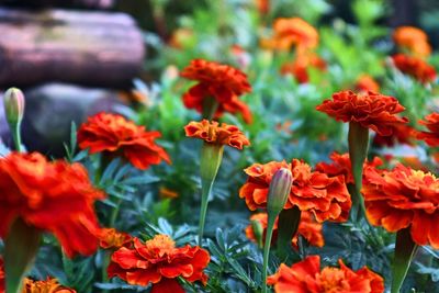 Close-up of orange flowers