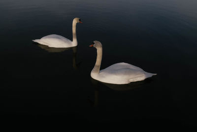 Swan swimming in lake