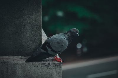 Close-up of bird perching on retaining wall