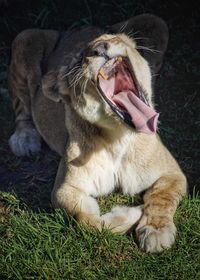 Close-up of lion lying on grass