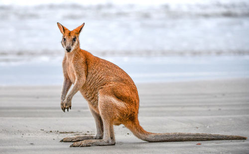 Giraffe standing on beach