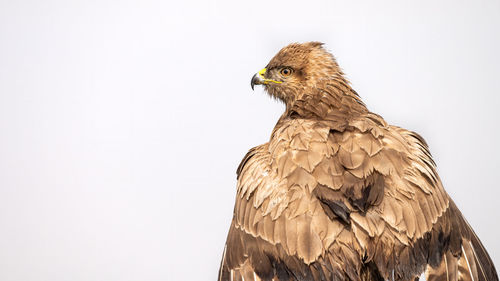 Close-up of eagle against white background