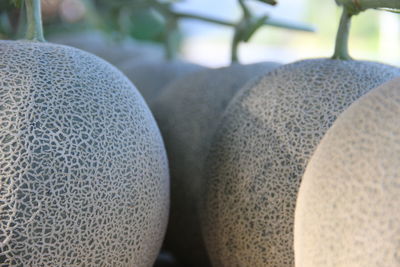 Close-up of bread in row