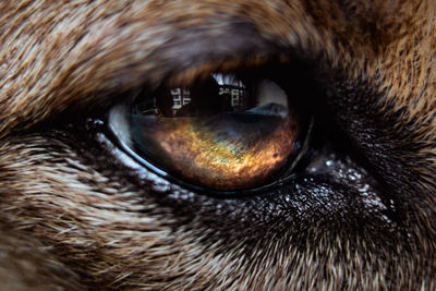 Full frame shot of cat eye