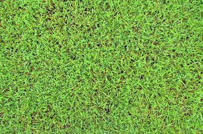 Full frame shot of grass on field