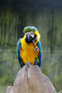 Scratch the chin of a parrot