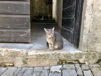 Cat sitting outside building