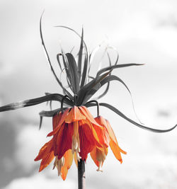 Close-up of orange flowering plant against sky