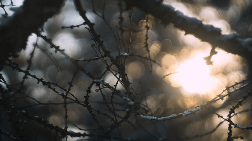 Close-up of tree branches