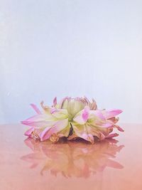 Close-up of pink flowers on table