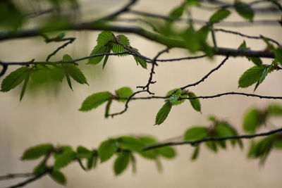 Close-up of leaves on branch against wall