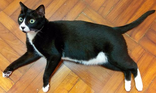 High angle portrait of black cat sitting on hardwood floor