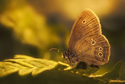 Close-up of butterfly on plant