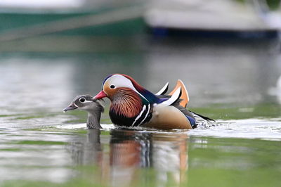 Duck swimming in lake