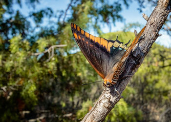 Close-up of butterfly on tree trunk