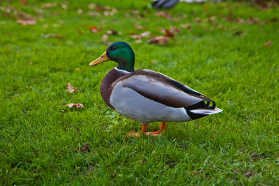 Side view of a bird on field