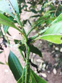 Close-up of insect on plant